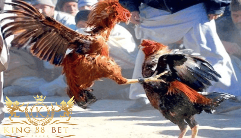 Mengenal Judi Sabung agenangka Ayam Online