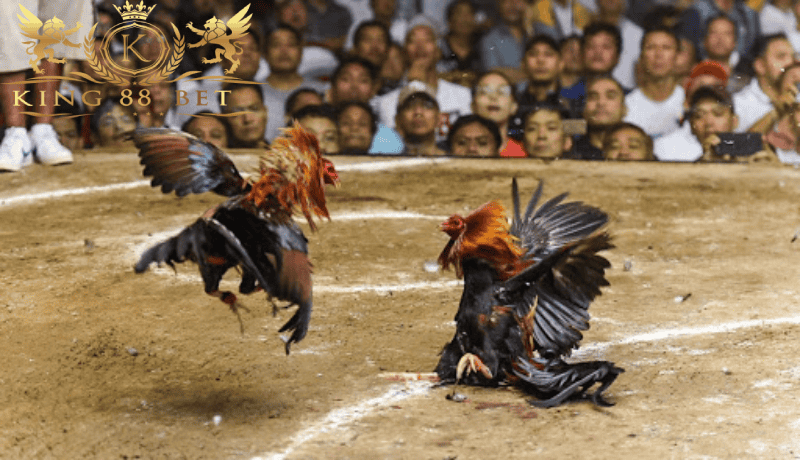 Persiapan Bermain Sabung agenangka Ayam Online