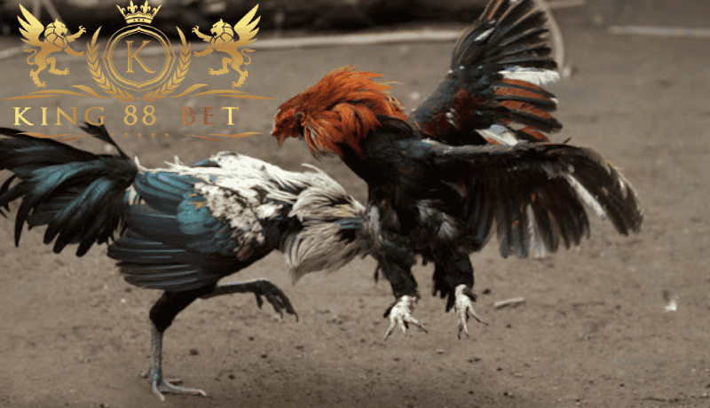 Cara Profesional Menang Sabung agenangka Ayam Online