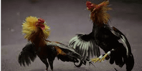 bermain adu ayam di situs judi 188max online