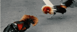 bermain adu ayam di situs 188max online